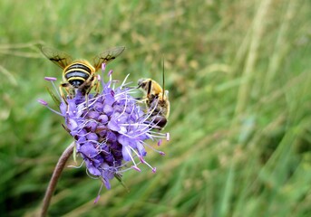 Succise des prés (Succisa pratensis Moench) visitée par deux Syrphes (Epistrophe eligans)