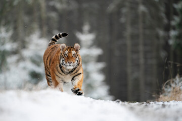 young siberian/bengal tiger, captive