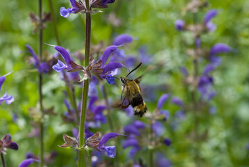 una bella farfalla mentre vola di fiore in fiore in unacolorato prato estivo alla ricerca di un...