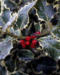 Red Holly Berries on a snowy day