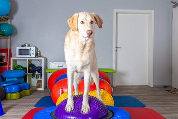 Hund steht in einem Parkur in der Reha Praxis