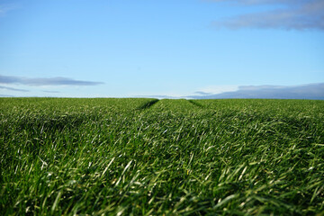 Grünland, Wiese mit Gras und Traktorspur bis zum Horizont in einer hügeligen Landschaft vor blauem Himmel