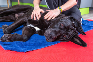 Portrait eines Hundes der massiert wird