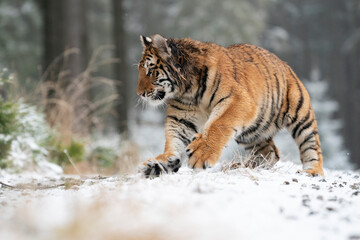 young siberian/bengal tiger, captive