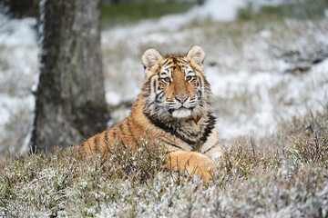 Fototapeta na wymiar young siberian/bengal tiger, captive