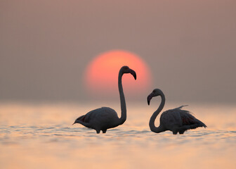 Greater Flamingos and dramatic sunrise at Asker coast, Bahrain