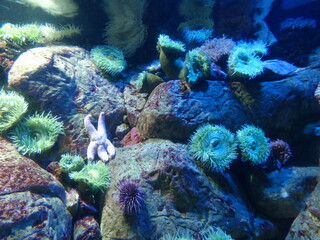 coral reef with fish