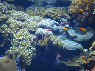 Naklejka na ściany i meble coral reef with fish aquarium