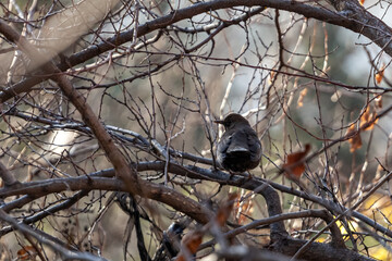 black thrush with yellow beak sits on a branch