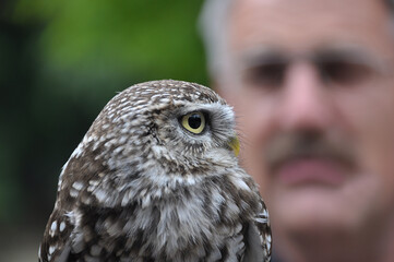 Eule mit Beobachter, Greifvogelstation , Besucher