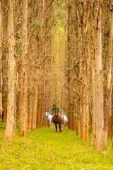 horses inside an eucalyptus forest in cantabria, spain