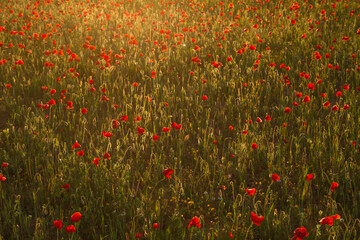 Wild red poppy flowers