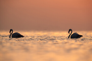 Greater Flamingos and and the dramatic hue during sunrise at Asker coast, Bahrain