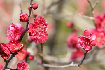 日本の初春の花、梅
Plum blossoms in early spring in Japan