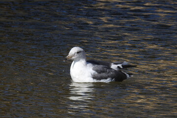 A seagull enjoying life, in the waters of Gaviota State Park Beach, in Santa Barbara County, California.