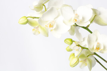 White orchid branch ,Phalaenopsis, on a white background with copy space on the left