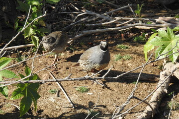 A male California quail and young ones, wandering around, searching the ground for food, on the banks of Gaviota Creek in Santa Barbara, California