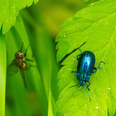 Blattkäfer und Fliege