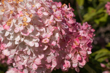 white and pink hydrangea flowers in the garden