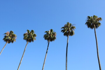 Fototapeta premium palm trees