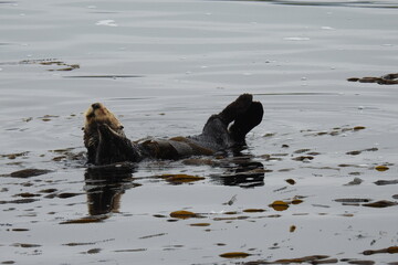 Obraz premium Sea otters enjoying a day rolling around in the kelpy waters of Morro Bay, California.