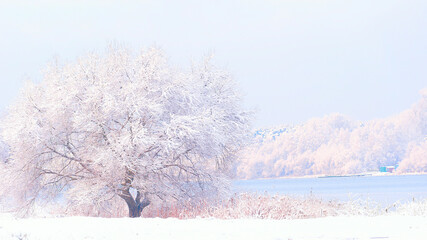 Winter landscape with a snow-covered tree on the bank of the river.