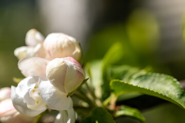 Apple blossom branch of flowers cherry. White flower buds on a tree. Beautiful atmospheric abstract postcard with copy space.  Concept of early spring, bright happy day
