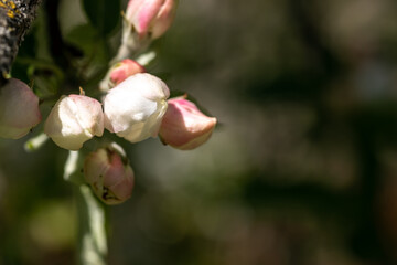 Apple blossom branch of flowers cherry. White flower buds on a tree. Beautiful atmospheric abstract postcard with copy space.  Concept of early spring, bright happy day