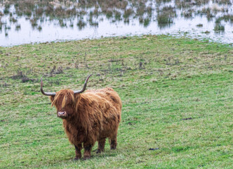 highland cow with horns