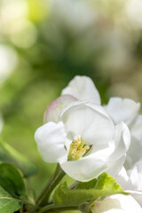 Fototapeta premium Apple blossom branch of flowers cherry. White flower buds on a tree. Beautiful atmospheric abstract postcard with copy space. Concept of early spring, bright happy day