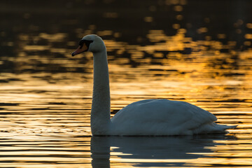 Schwan beim Sonnenaufgang.