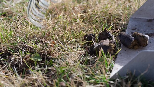 picking up dog poop from a backyard lawn with scoop and rake