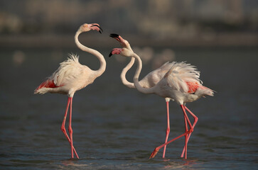 Greater Flamingos territory quarrelling while feeding at Eker creek, Bahrain