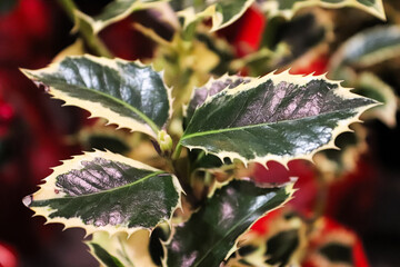 Closeup of variegated english holly plant and leaves