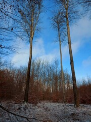 forest in winter