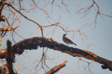 bird in branch singing at the noon