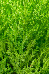 Vertical photo of green lemon cypress branches