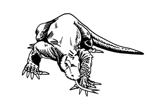 Vector drawing of  varan walking on white background,illustration,lizard