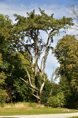 L'arbre particulier à l'arboretum de Kalmthout au nord d'Anvers 