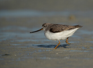 Terek sandpiper at Eker creek during low tide, Bahrain