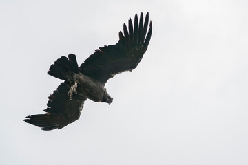 The Andean condor (Vultur gryphus)