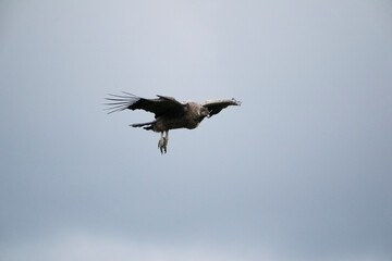 The Andean condor (Vultur gryphus)