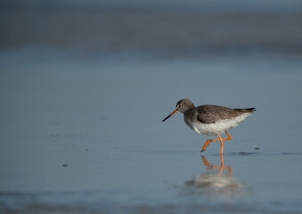 Common Redshank searching food at Eker creek, Bahrain