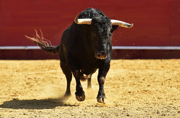 fighting bull with big horns on spain