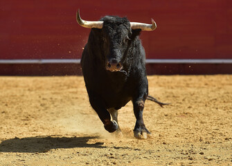 fighting bull with big horns on spain