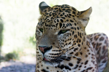 A closeup portrait of a beautiful jaguar