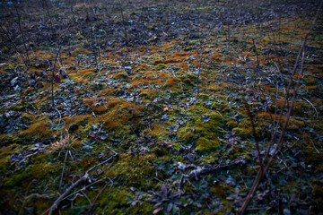 Crude ground during winter. Pale colours of moss on the ground, Poland.