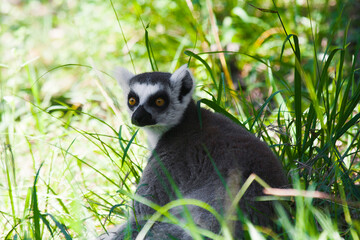 Ring tailed lemur (Lemur catta)