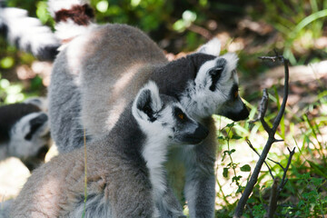 Ring tailed lemur (Lemur catta)