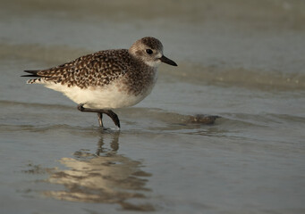 A portrait of Grey plover at Busaiteen coast of Bahrain
